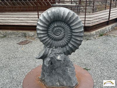 dalle ammonites 1