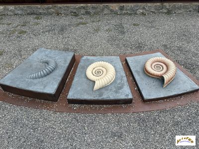 dalle ammonites 2