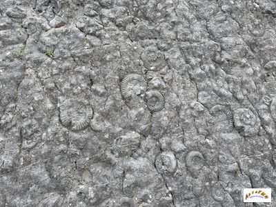 dalle ammonites 7