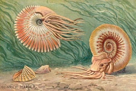 dessin ammonite