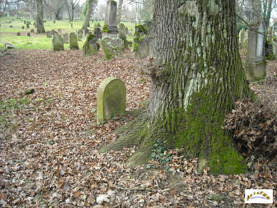 arbre ayant poussé sur la tombe