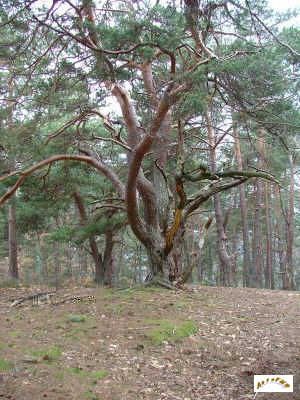 L'arbre totem