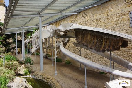 squelette baleine 3
