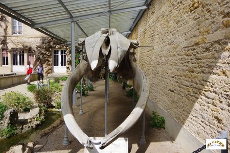 squelette baleine 4