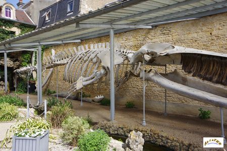 squelette baleine 5