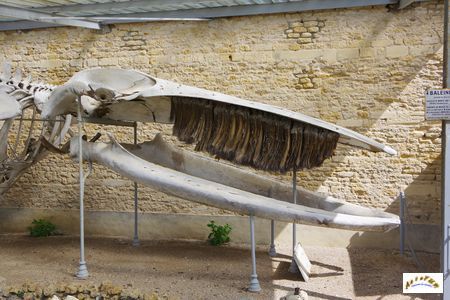 squelette baleine 6
