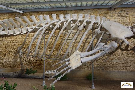 squelette baleine 7
