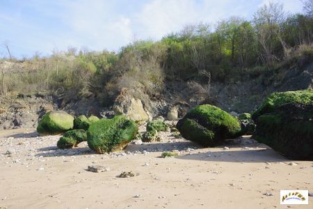 falaise des vaches noires 22