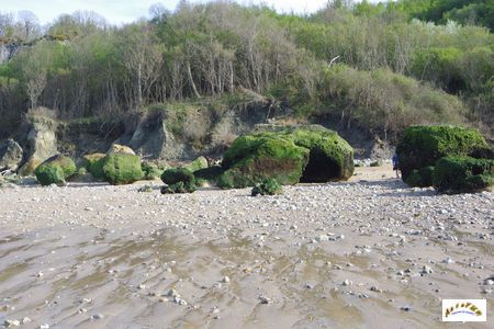 falaise des vaches noires 3