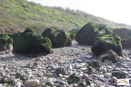 falaise des vaches noires 5