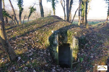 Akazien Goldgrube 3-2