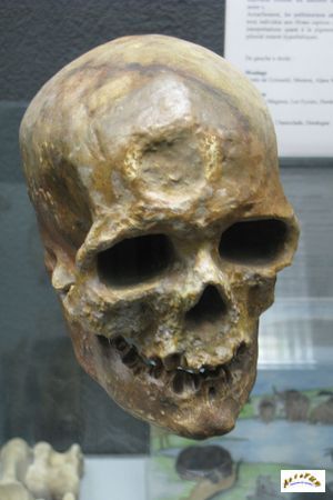 moulage crane cro magnon