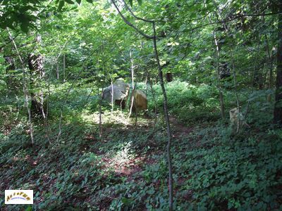 les menhirs m 9 et m 10