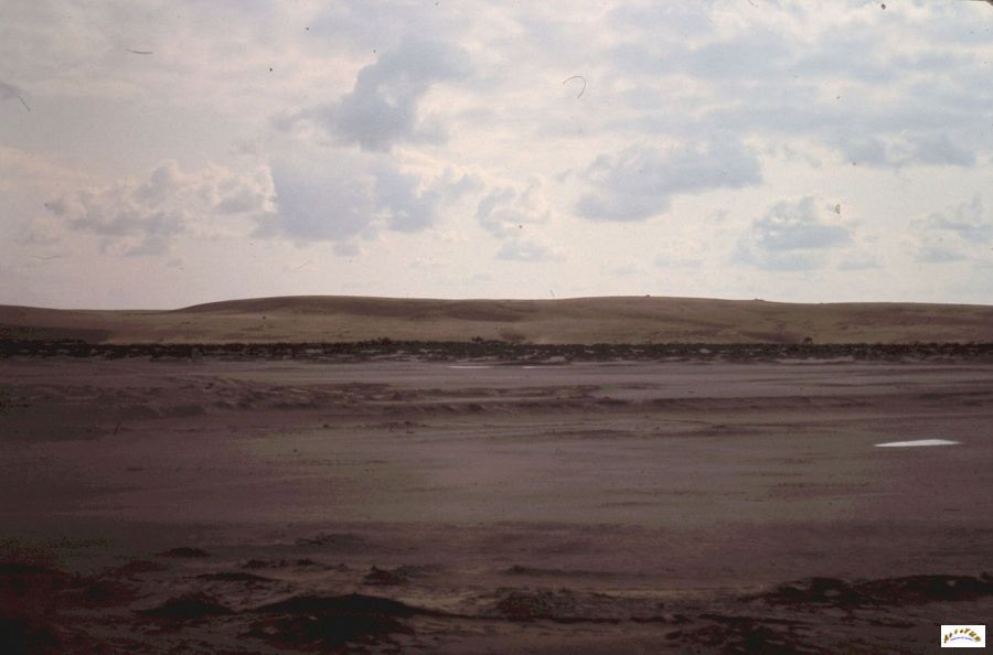 14-desert du sinai apres la pluie